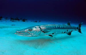| Barracuda mediterraneo |