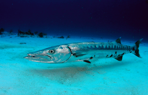 Ustica, giovane viene attaccata da un barracuda mentre fa il bagno