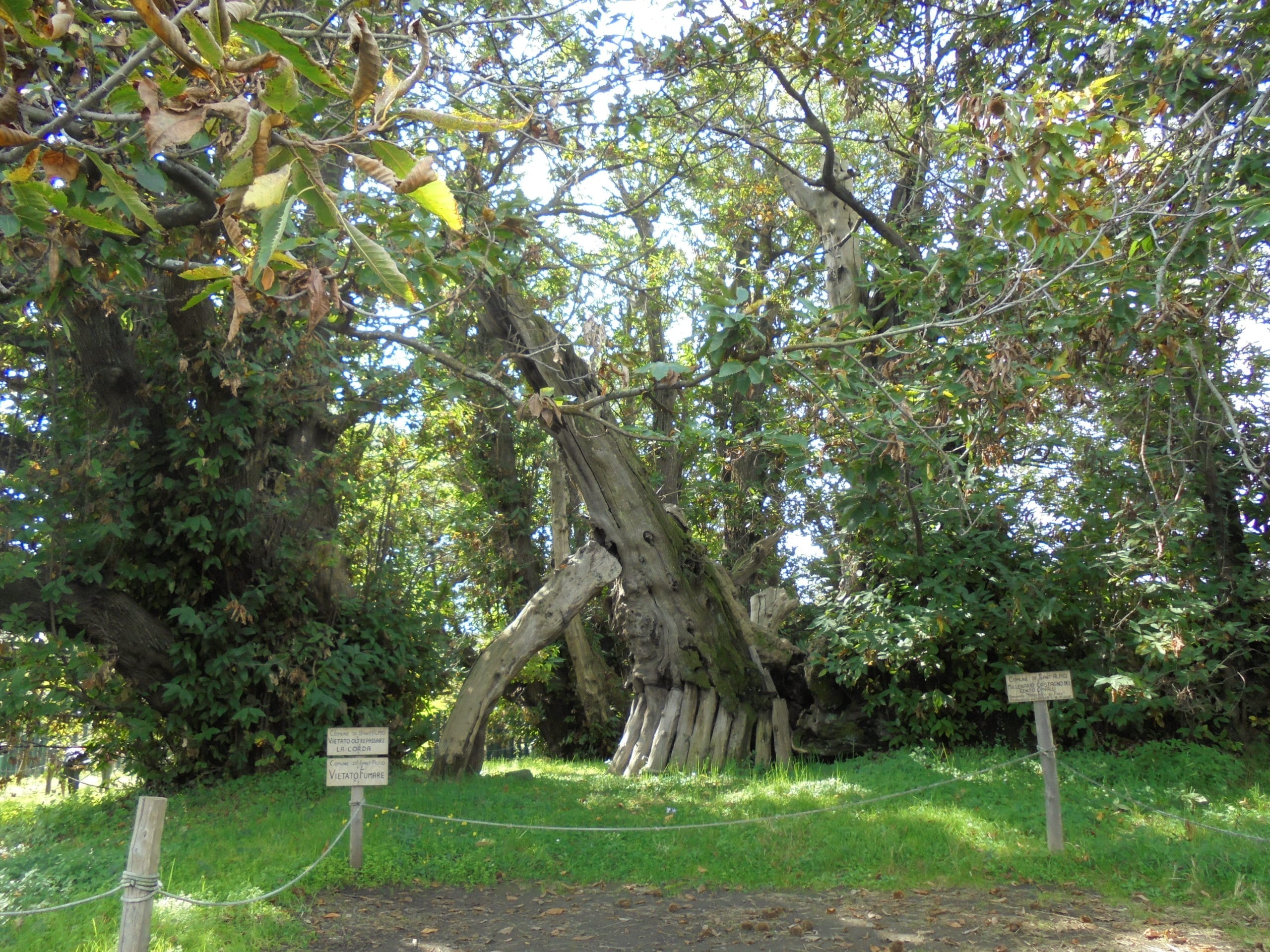 Sant'Alfio, il Castagno dei Cento Cavalli in Sicilia l'albero più grande del mondo? Weather Sant'Alfio, il Castagno dei Cento Cavalli in Sicilia l'albero più grande del mondo? Weather