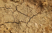 Siccità in Sicilia, Coldiretti: 
