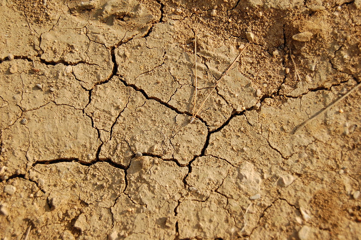 Siccità in Sicilia, Coldiretti: 