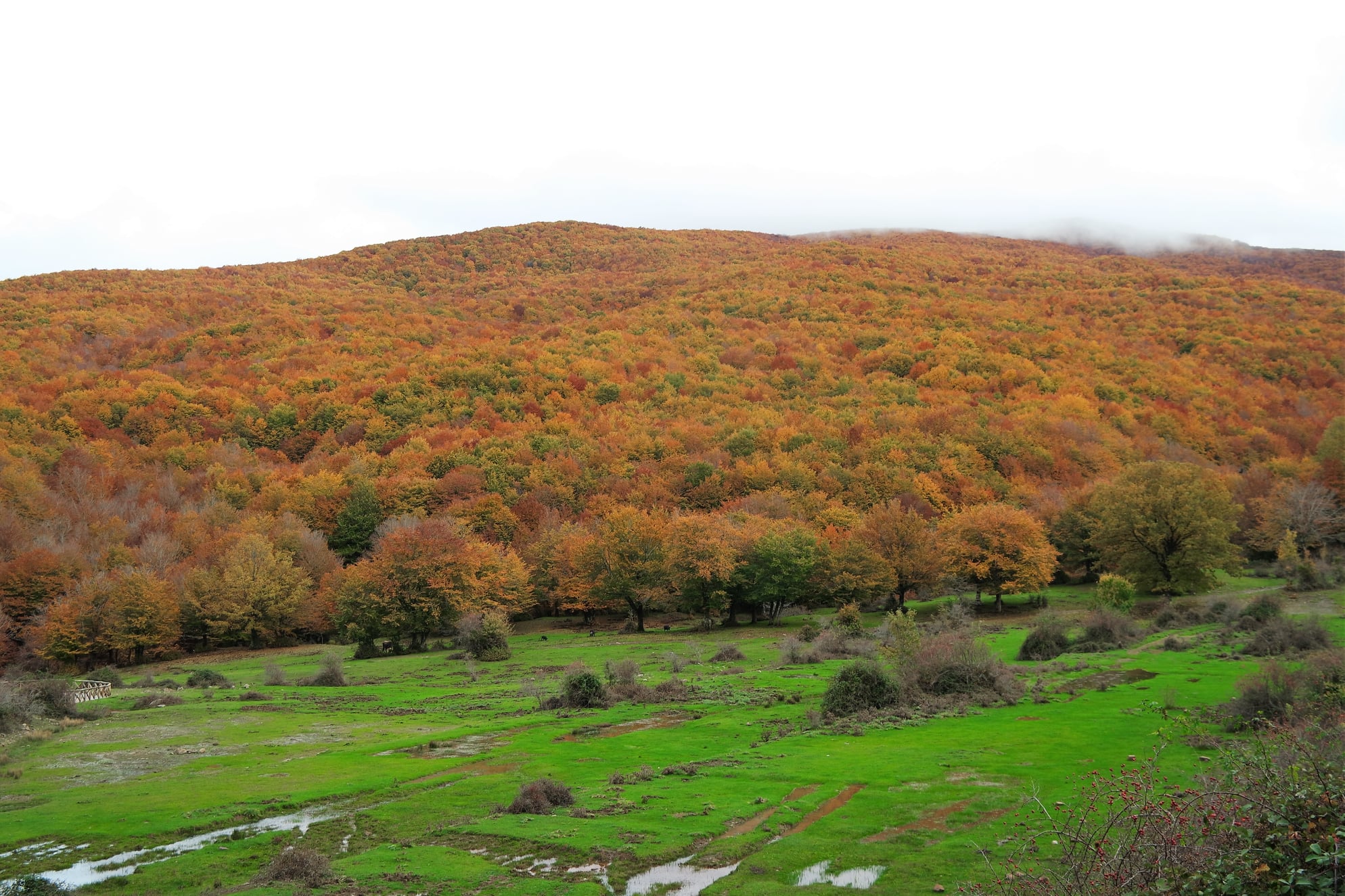 Autunno in Sicilia: il foliage dell'Appennino siculo, Monti Nebrodi. Boom di escursionisti.