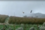 Sicilia: fiume Alcantara in piena dopo le abbondanti piogge. VIDEO
